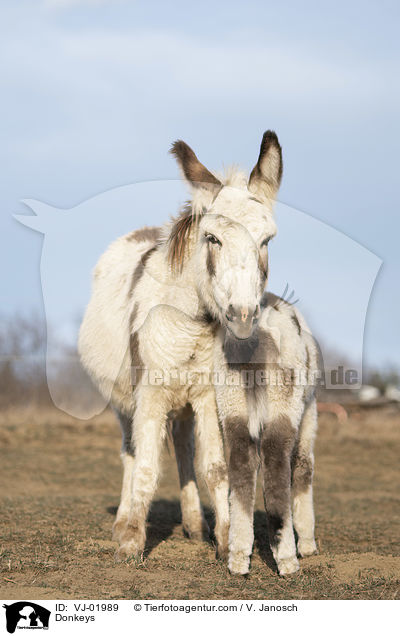 Esel / Donkeys / VJ-01989