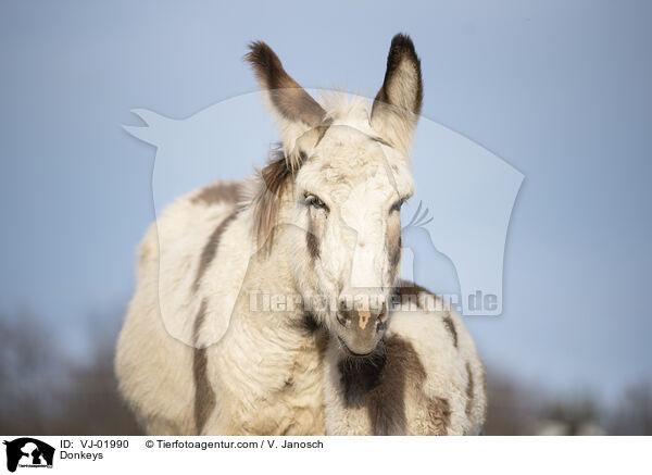 Donkeys / VJ-01990