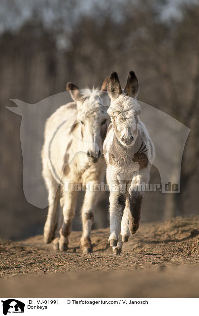Esel / Donkeys / VJ-01991