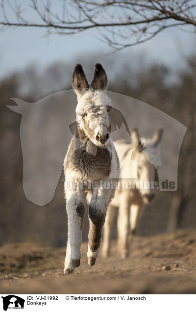 Donkeys / VJ-01992