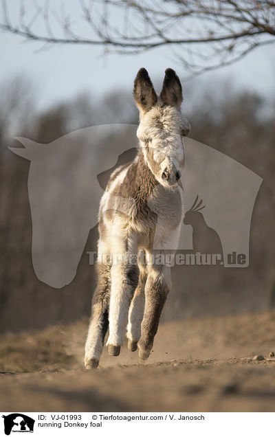 running Donkey foal / VJ-01993