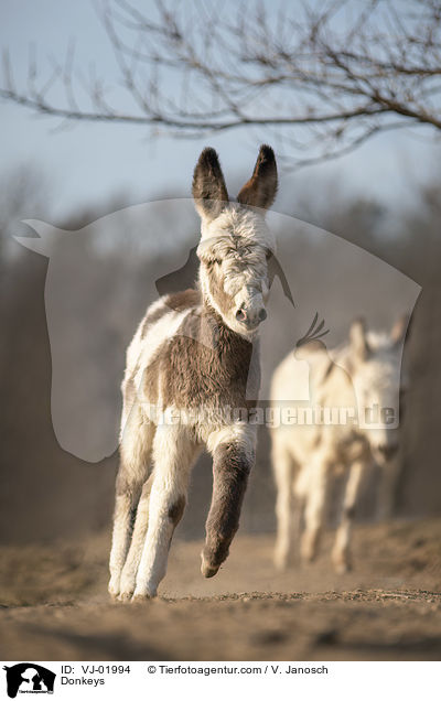 Donkeys / VJ-01994