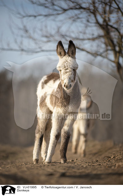 Donkeys / VJ-01995