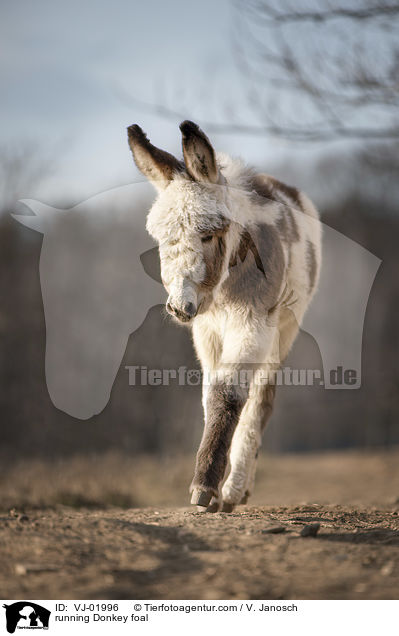 running Donkey foal / VJ-01996