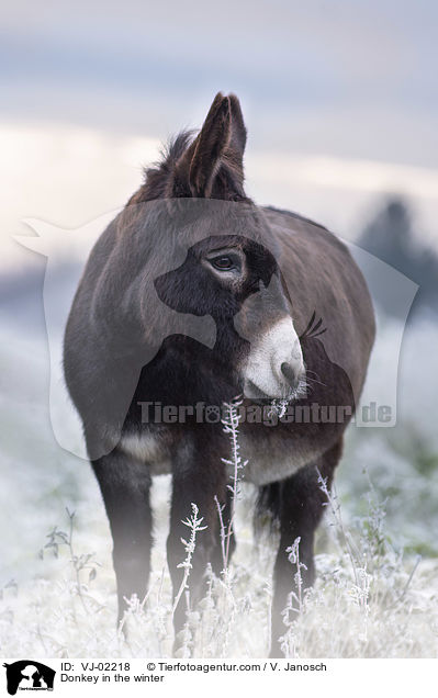 Donkey in the winter / VJ-02218