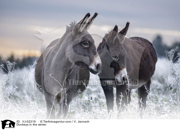 Donkeys in the winter / VJ-02219
