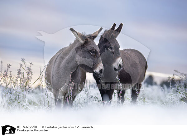 Donkeys in the winter / VJ-02220