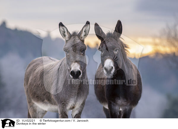 Donkeys in the winter / VJ-02221