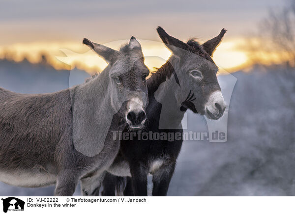 Esel im Winter / Donkeys in the winter / VJ-02222