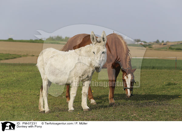 Esel mit Pony / Donkey with Pony / PM-07231