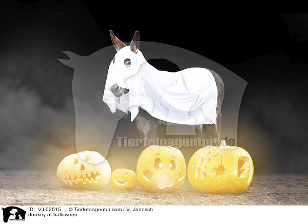 Esel an Halloween / donkey at halloween / VJ-02515