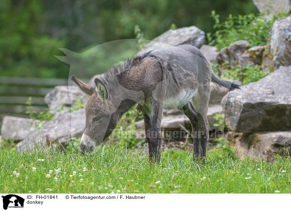 Esel / donkey / FH-01841