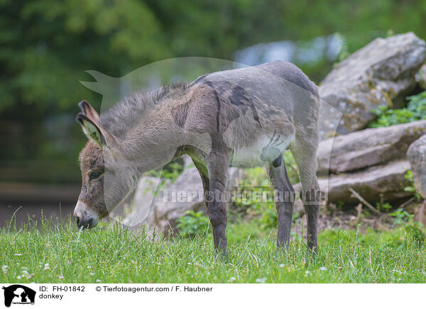Esel / donkey / FH-01842