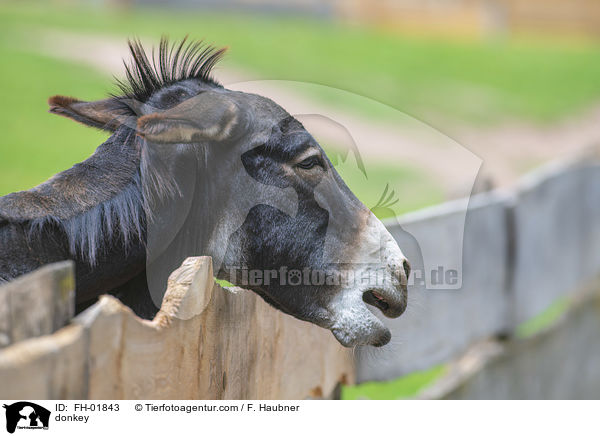 Esel / donkey / FH-01843