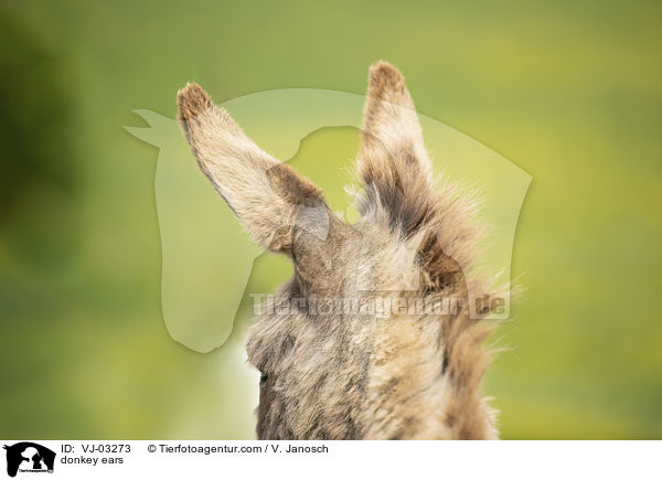 Esel Ohren / donkey ears / VJ-03273