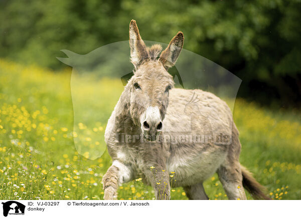 donkey / VJ-03297