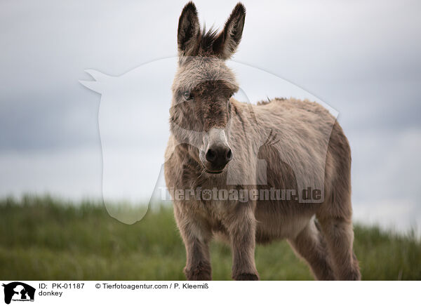 Esel / donkey / PK-01187