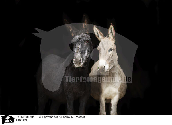 Esel / donkeys / NP-01304