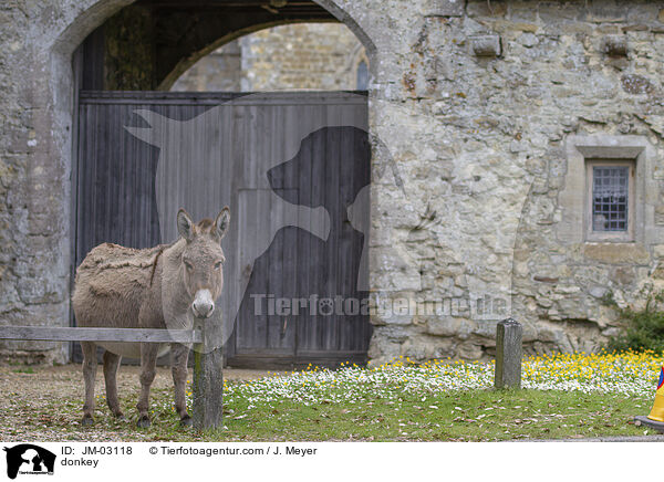 Esel / donkey / JM-03118