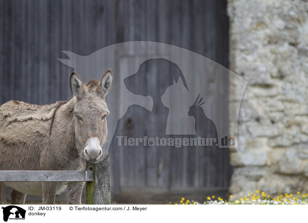 Esel / donkey / JM-03119