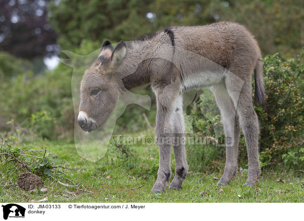 Esel / donkey / JM-03133