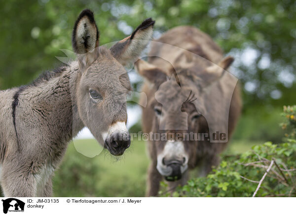 Esel / donkey / JM-03135