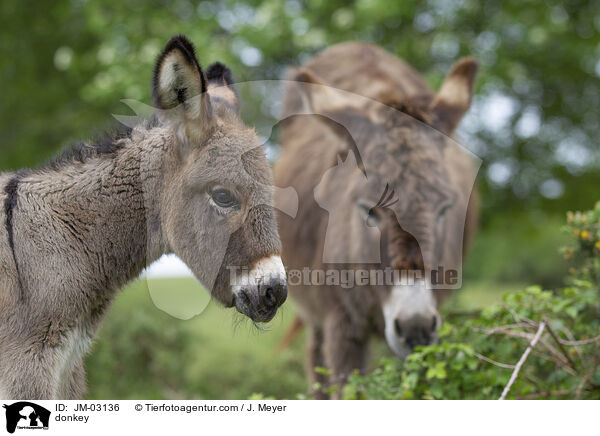 Esel / donkey / JM-03136