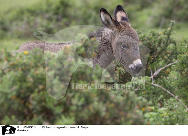 Esel / donkey / JM-03138