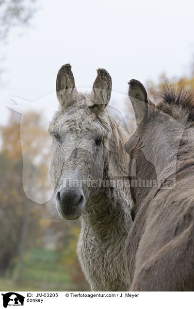 Esel / donkey / JM-03205