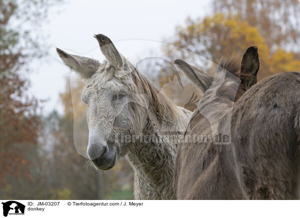 Esel / donkey / JM-03207