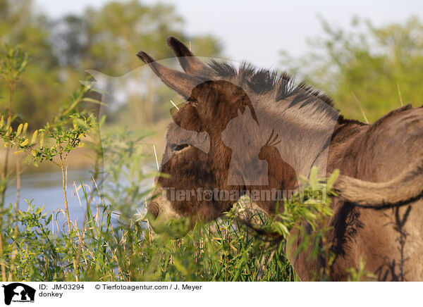 Esel / donkey / JM-03294