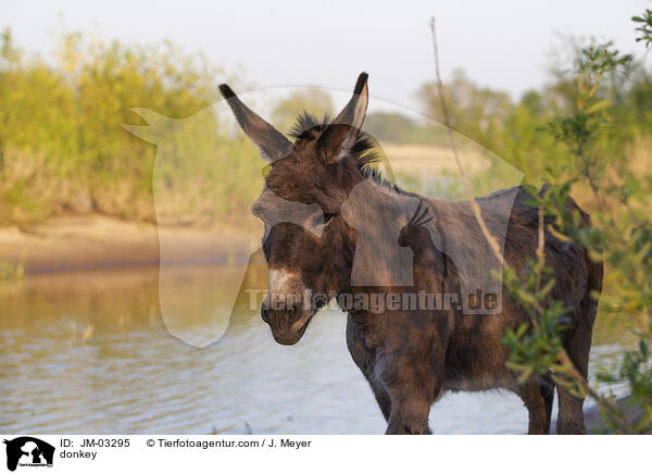 Esel / donkey / JM-03295