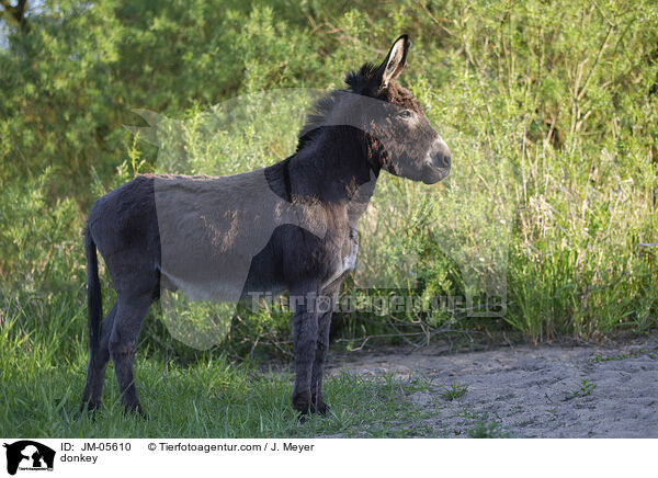 Esel / donkey / JM-05610