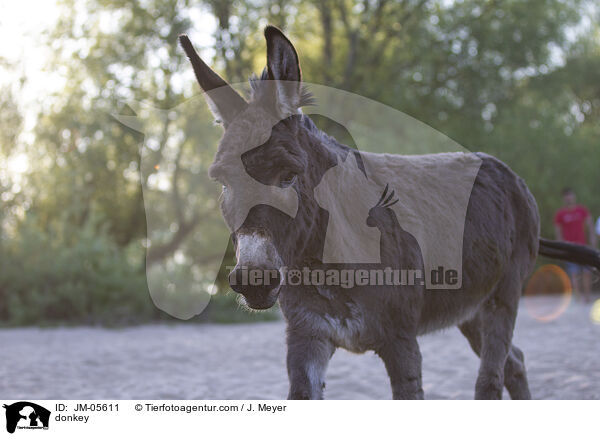 Esel / donkey / JM-05611