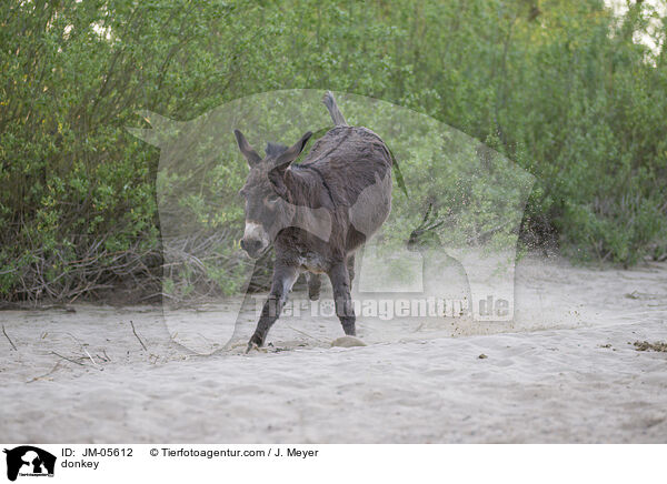 Esel / donkey / JM-05612