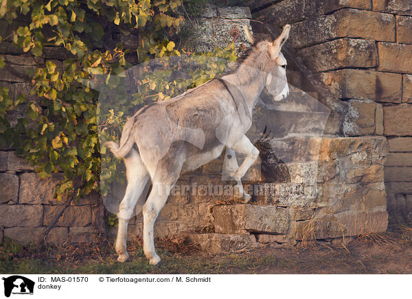 Esel / donkey / MAS-01570