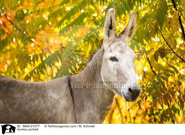 donkey portrait / MAS-01577