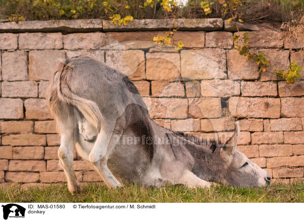 Esel / donkey / MAS-01580