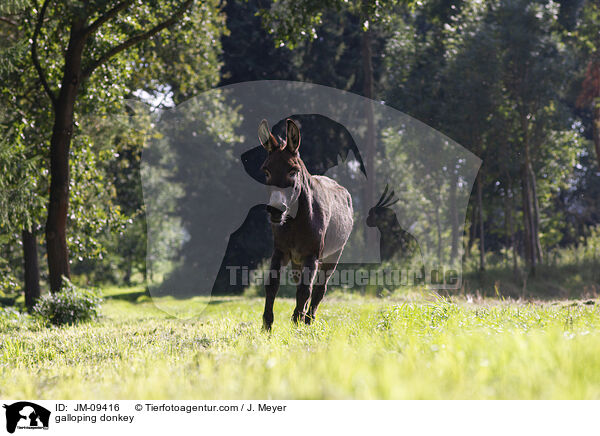 galloping donkey / JM-09416