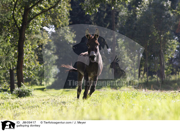 galoppierender Esel / galloping donkey / JM-09417
