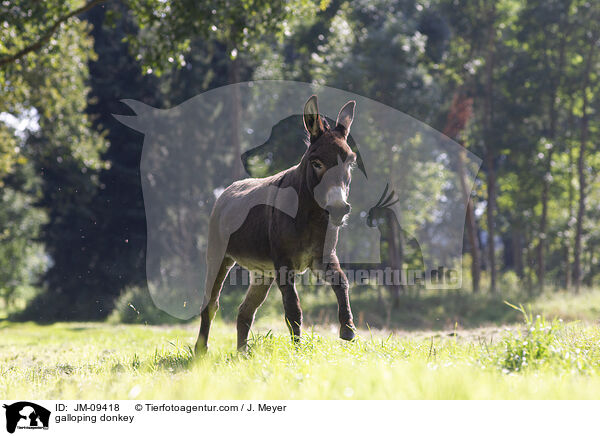 galoppierender Esel / galloping donkey / JM-09418