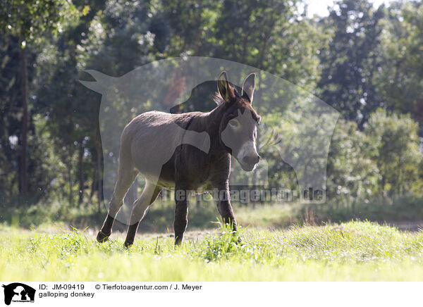 galoppierender Esel / galloping donkey / JM-09419