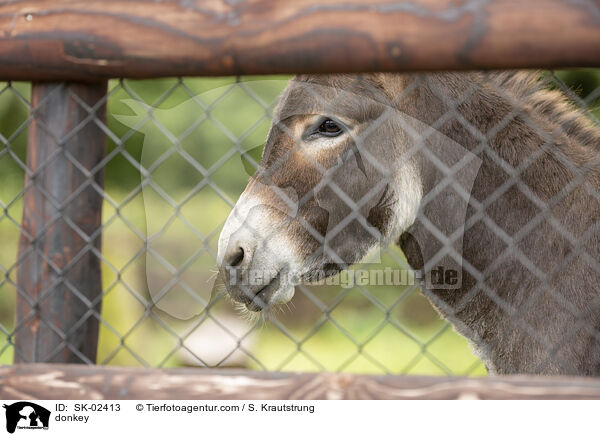 Esel / donkey / SK-02413