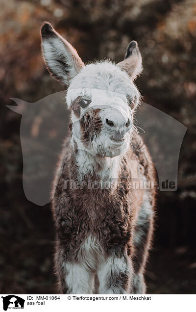 Eselfohlen / ass foal / MM-01064