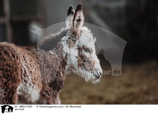 Eselfohlen / ass foal / MM-01065