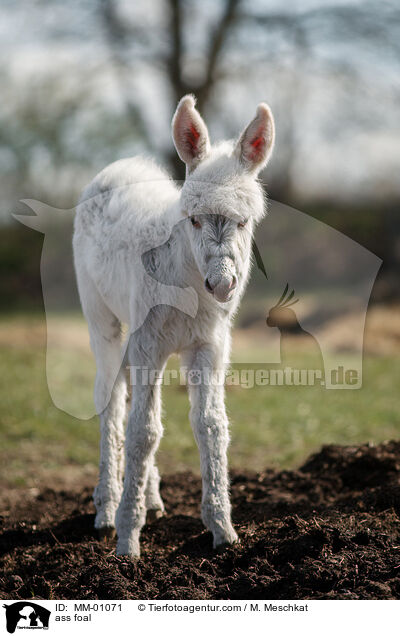 Eselfohlen / ass foal / MM-01071