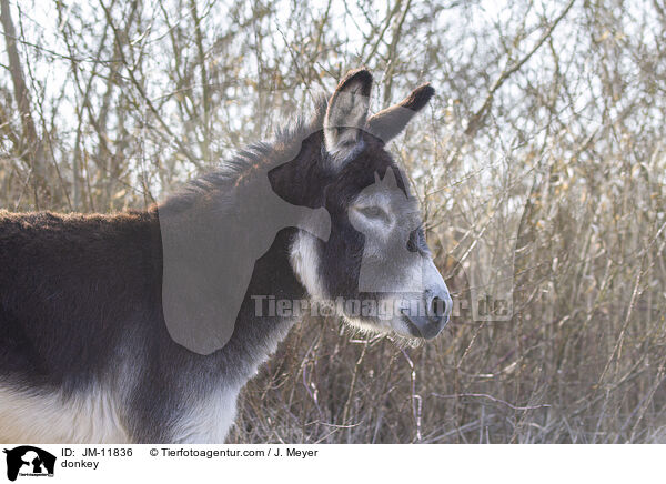Esel / donkey / JM-11836