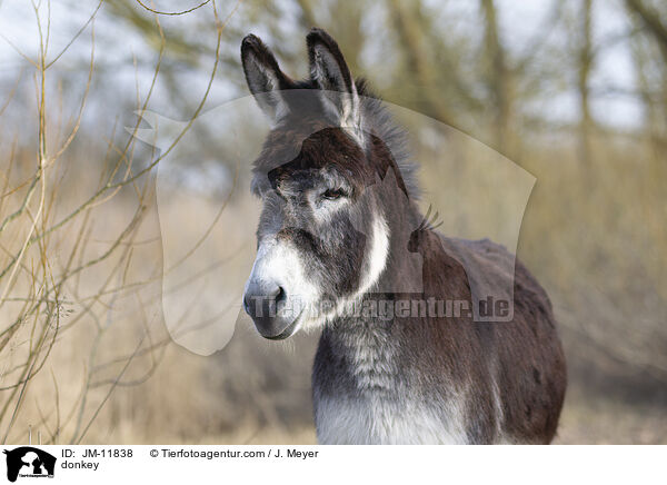 Esel / donkey / JM-11838