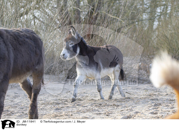 Esel / donkey / JM-11841