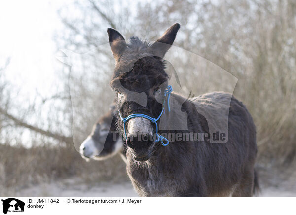 Esel / donkey / JM-11842